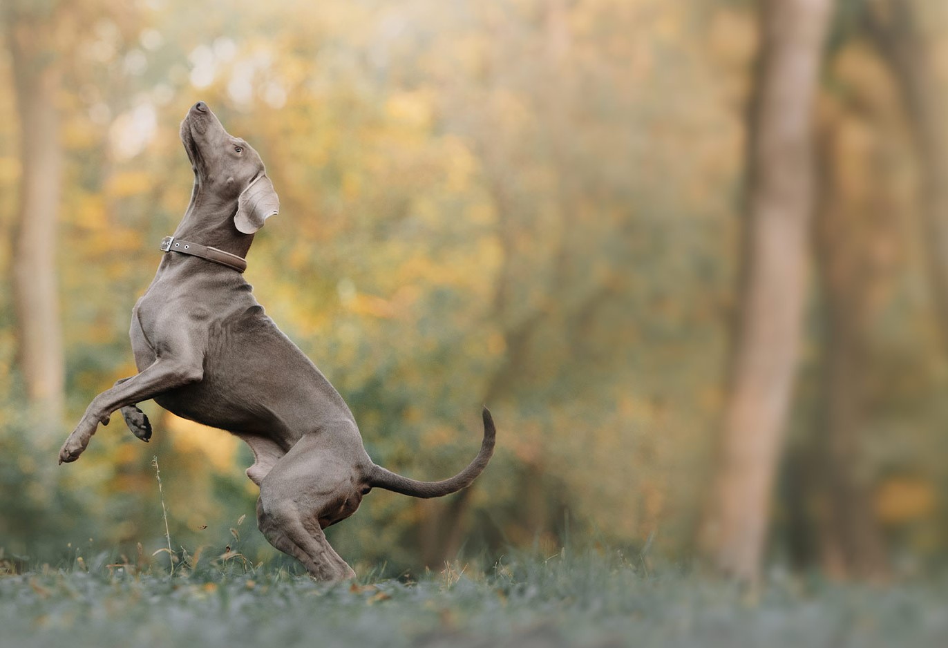 Caniviton dla psów na stawy.