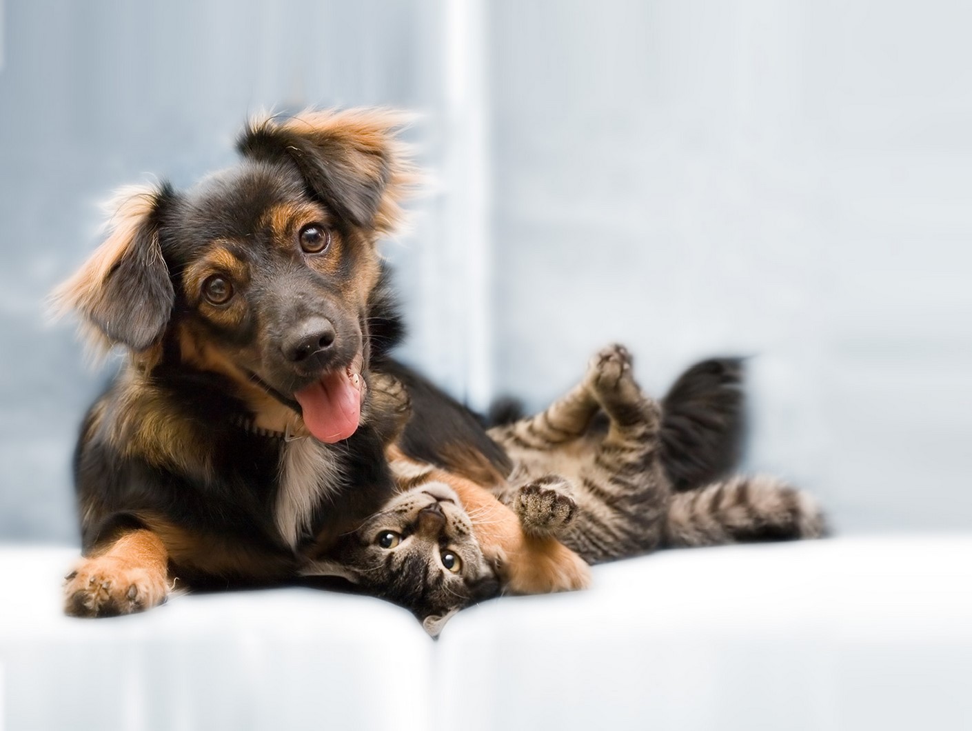 Dermanorm dla zdrowej sóry psa i kota.